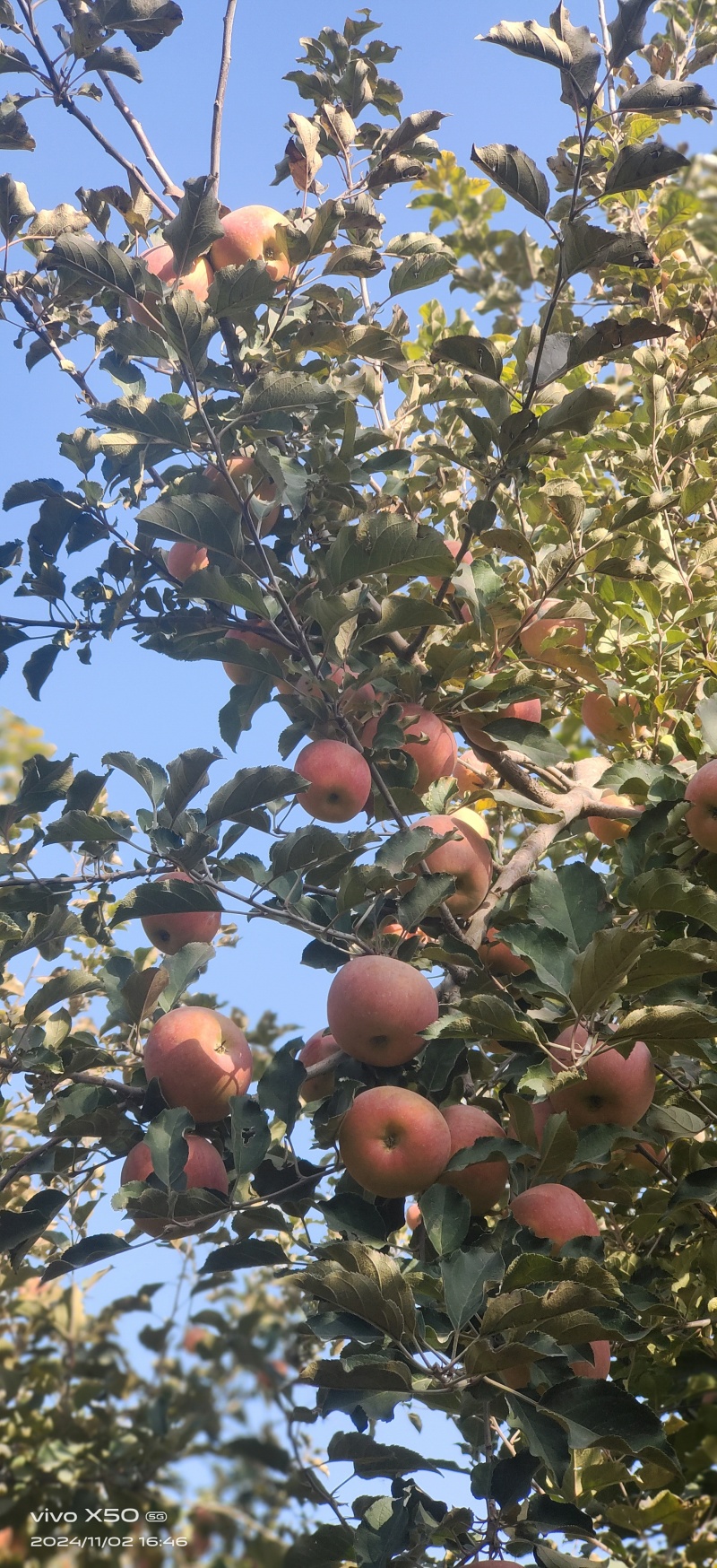 【热卖】正宗新疆阿克苏冰糖心苹果产地直发包装精美果甜