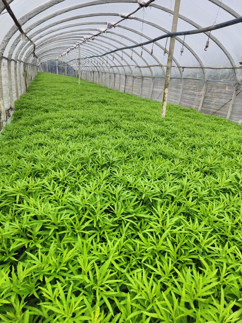 藜蒿，芦蒿