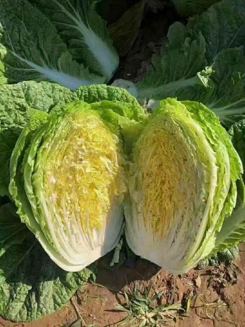 我要买精品黄心白菜