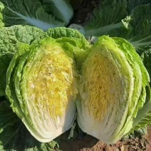 辽宁黄心白菜