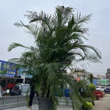 老桩散尾葵