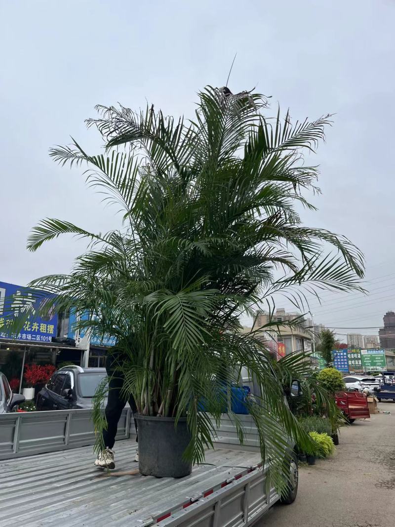 老桩散尾葵