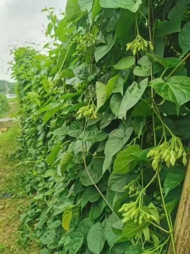 绿优1号冰冻夜兰花