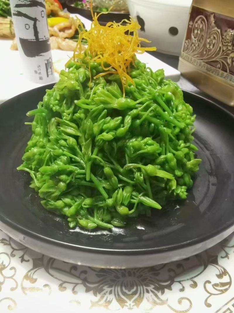 绿优1号冰冻夜兰花
