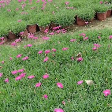 草花