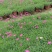 草花