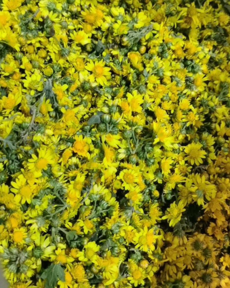野菊花