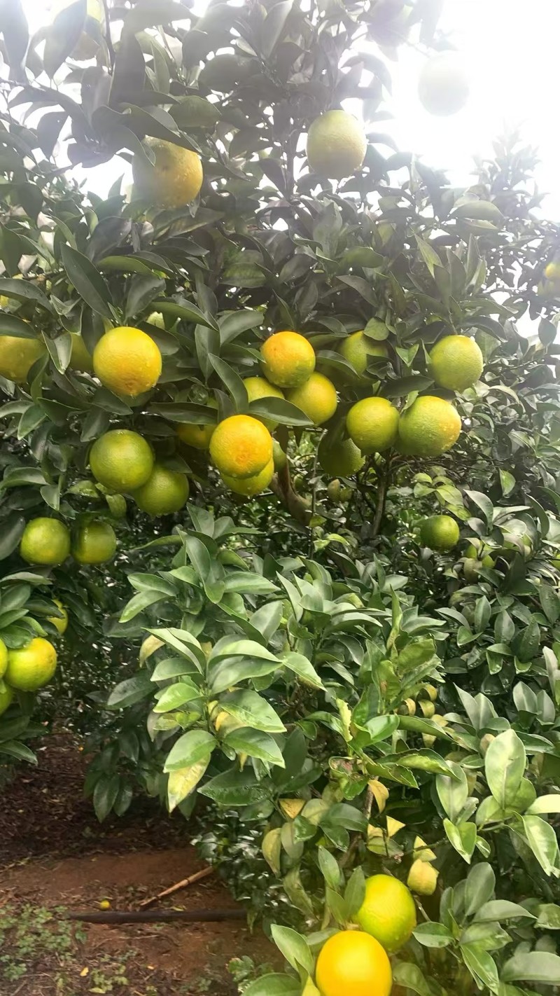 广西红江橙糖度12左右