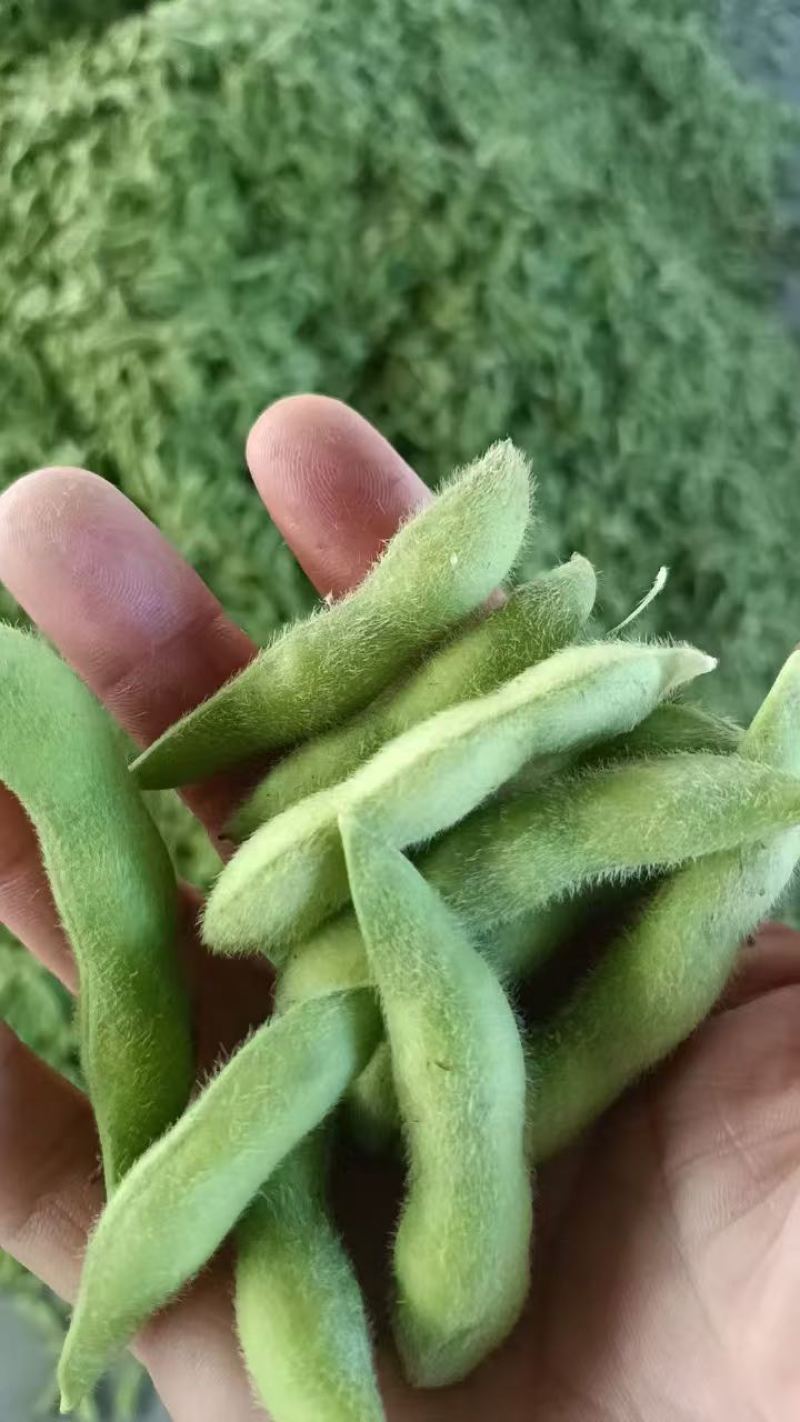 衢州精品毛豆，六月半毛豆，六四毛豆，大包户种植保量