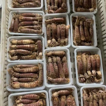 连云港熟冻皮皮虾肉质饱满，欢迎团购微商订制