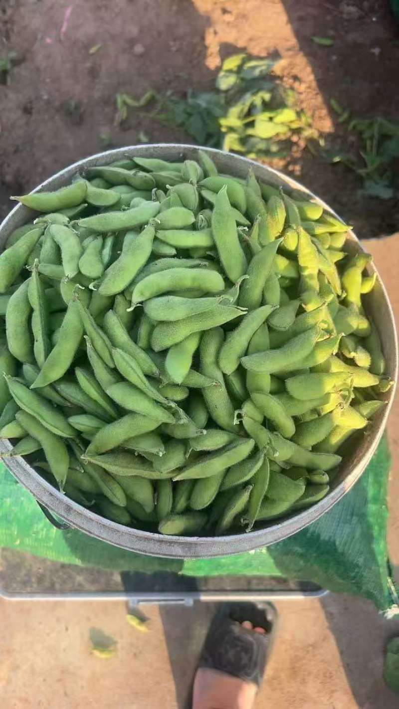 萧山精品，六月半毛豆，大青豆，长期有货，