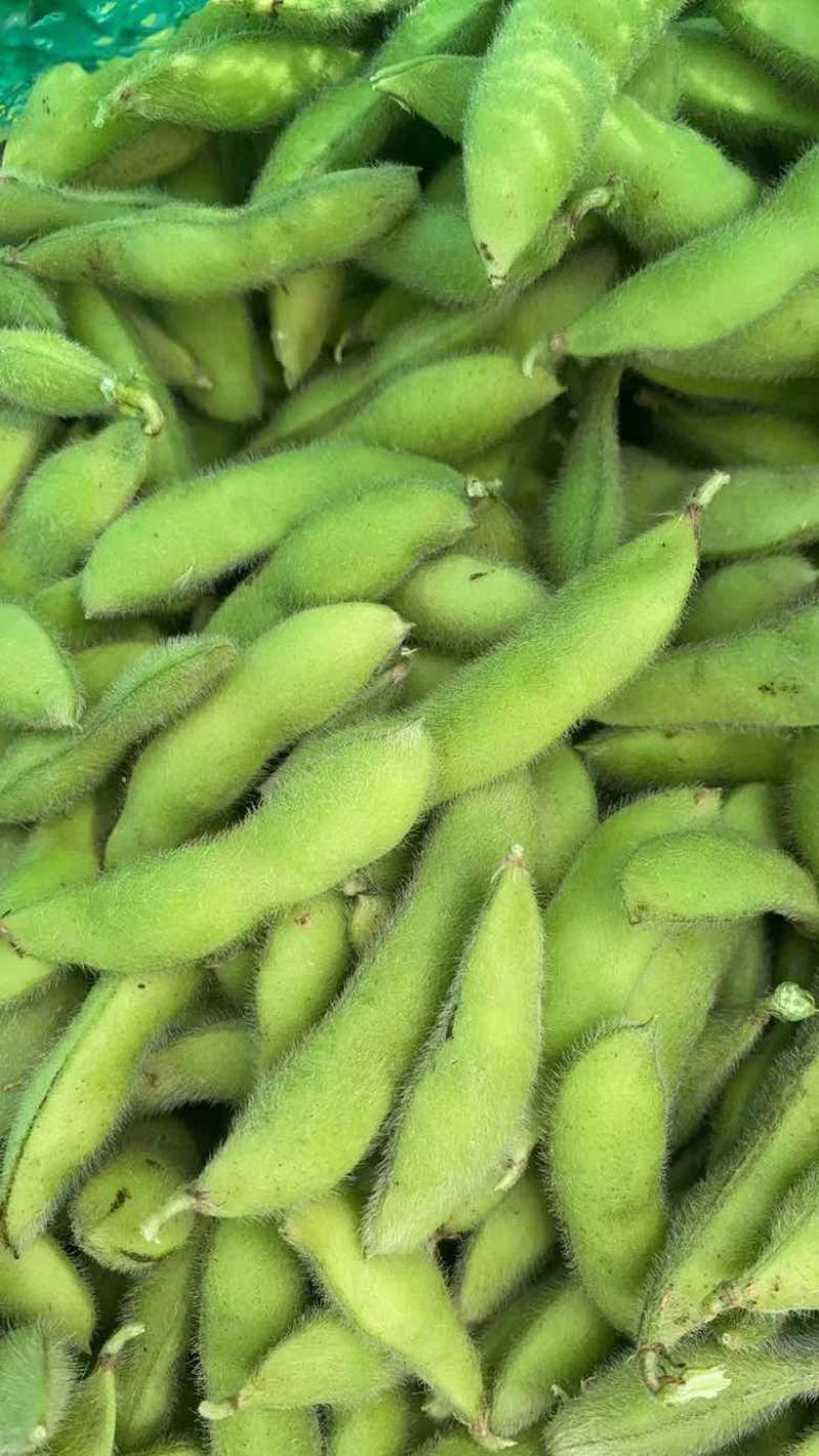 萧山精品，六月半毛豆，大青豆，长期有货，