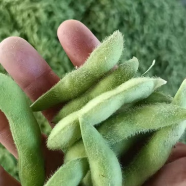 萧山精品，六月半毛豆，大青豆，长期有货，