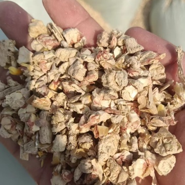玉米芯：除碎除尘(平茹，金针茹种植，牛肚菌，羊肚菌菌包