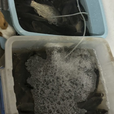 麻鲫70斤