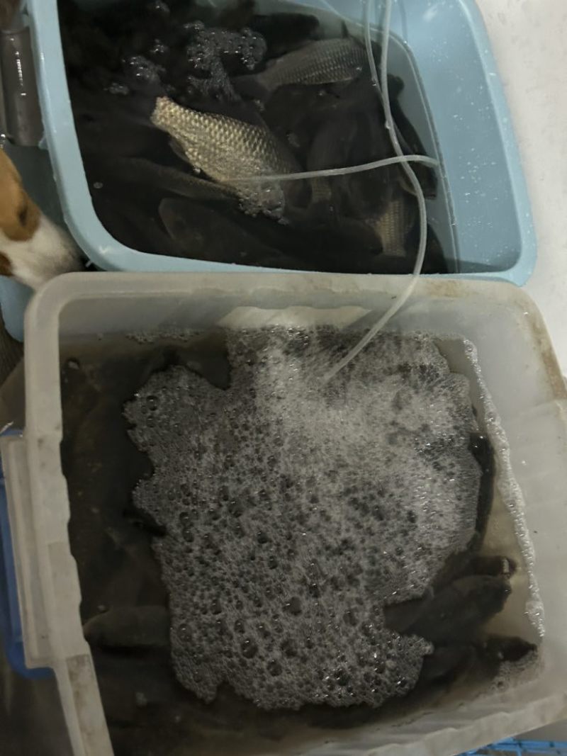 麻鲫70斤
