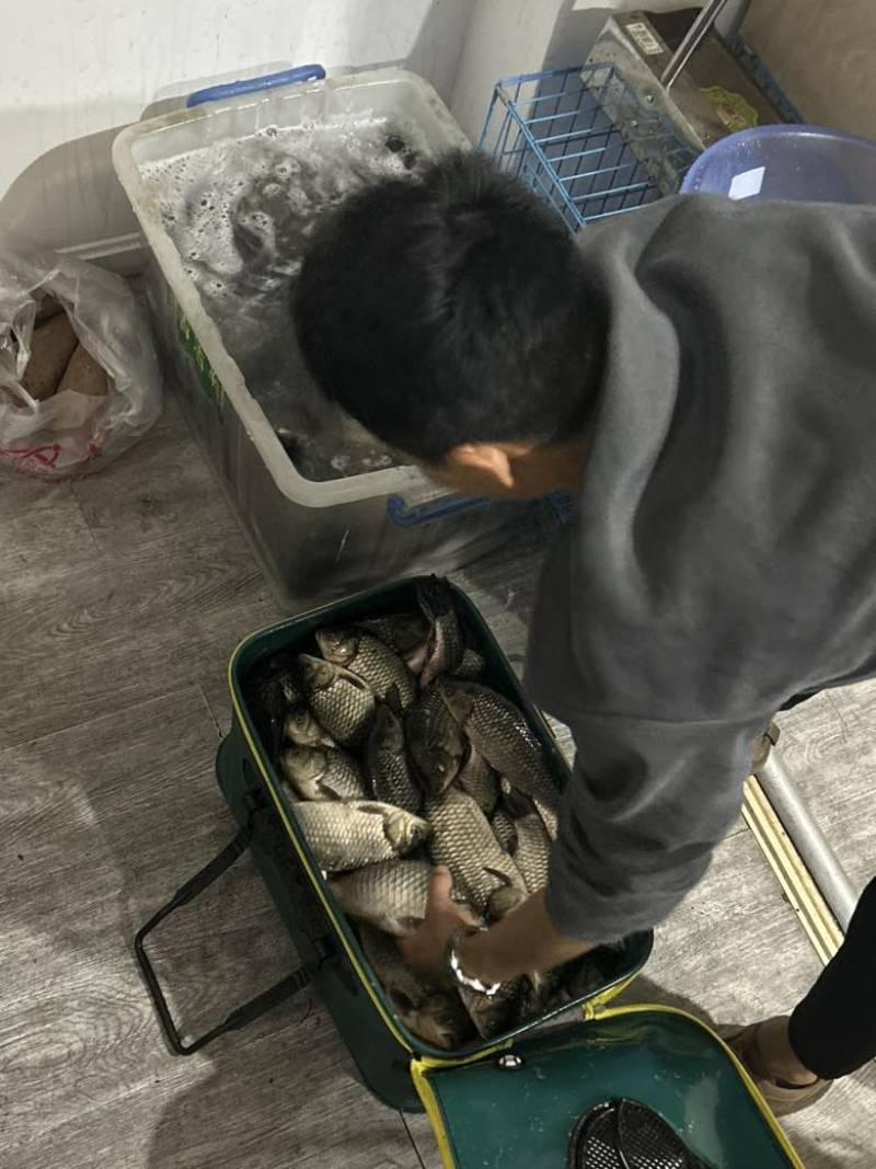 麻鲫70斤