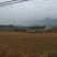 金丝垂柳
