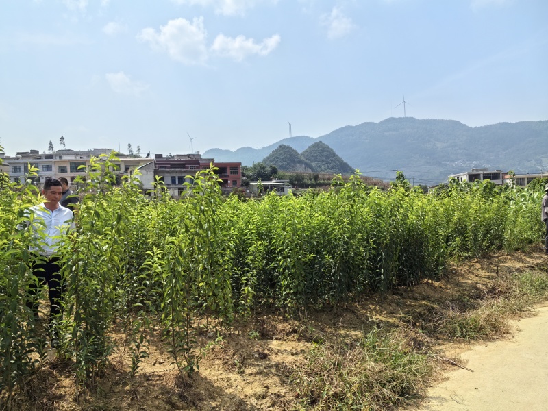 六马正宗蜂糖李苗