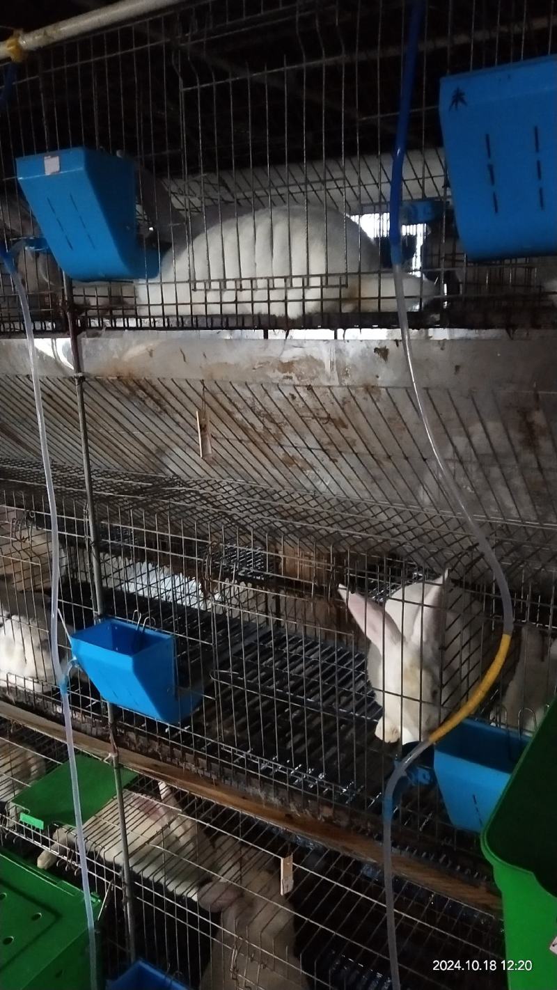 西南金兔，重量3至5斤一只，价格10元一斤。