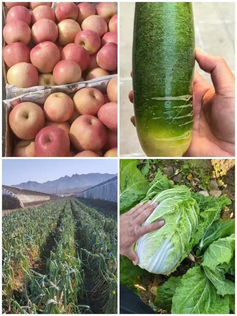辽宁青皮水果萝卜