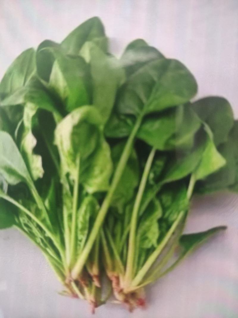 辽宁菠菜