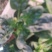辽宁菠菜