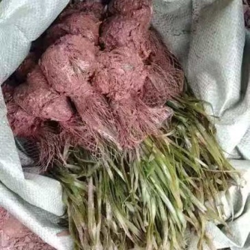 苦草