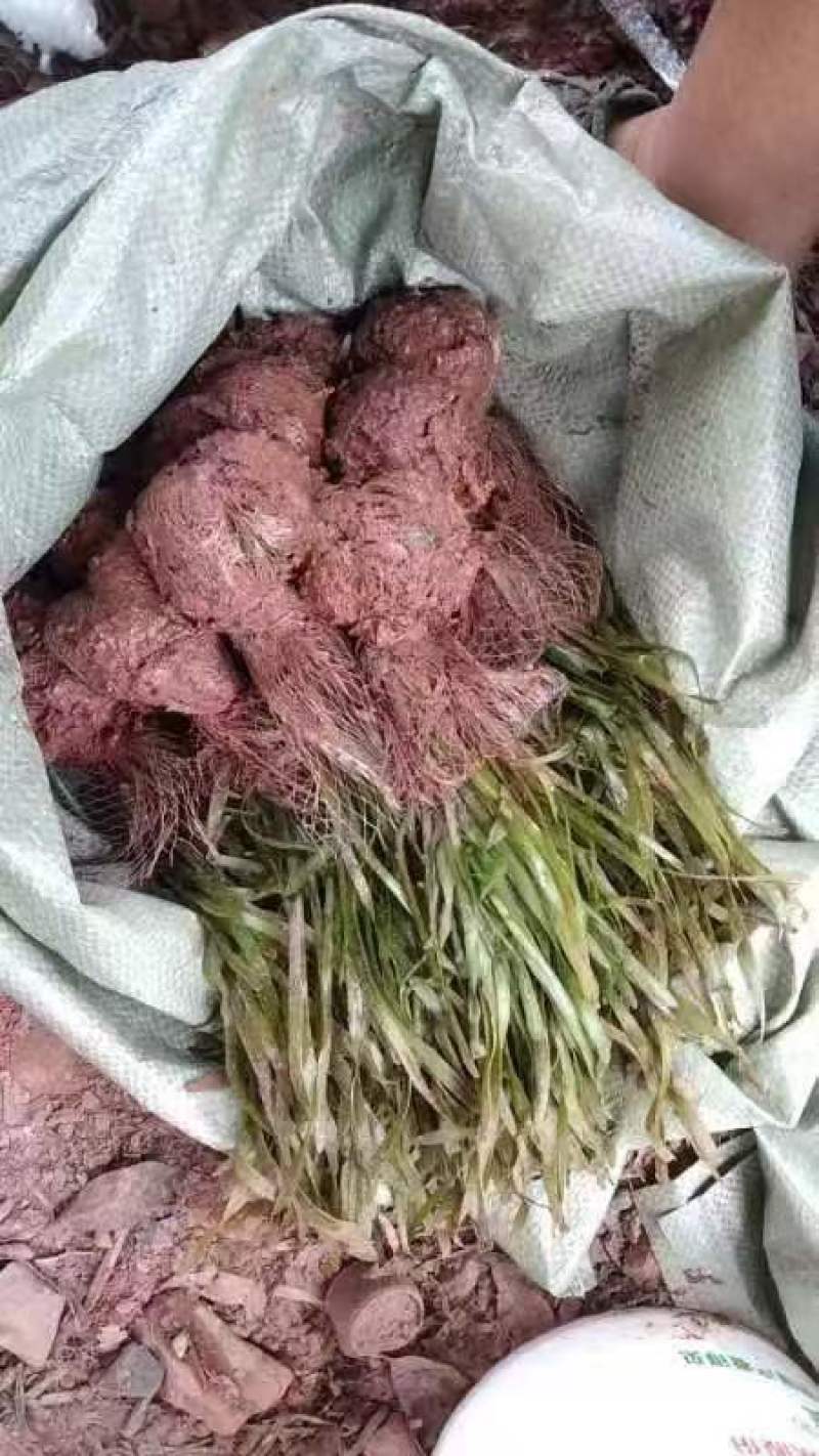 苦草