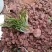 苦草