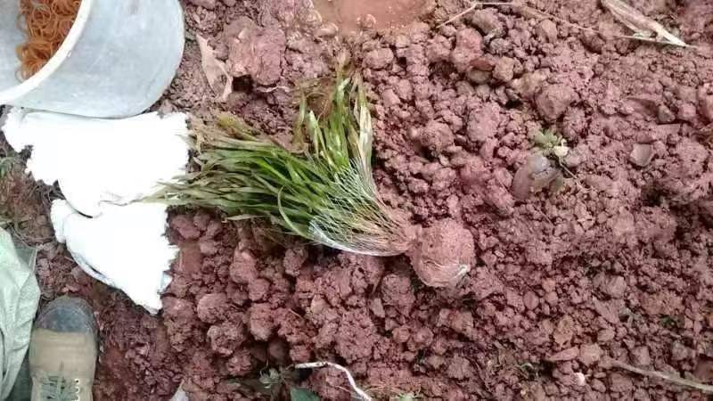 苦草