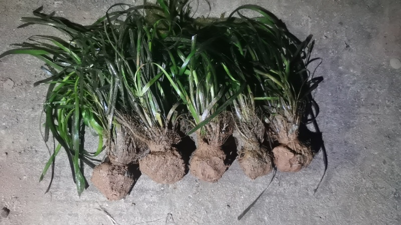 苦草