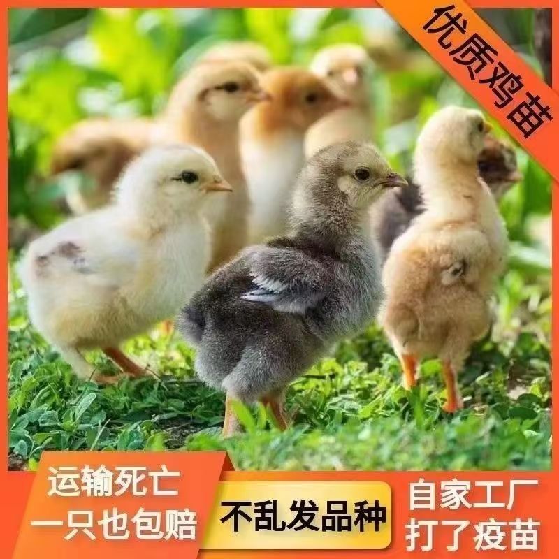 芦花鸡苗买1000送200优质商家包防疫包运