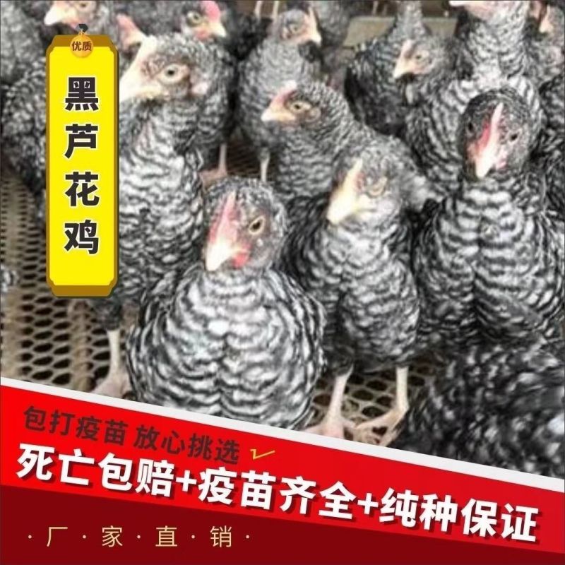芦花鸡苗买1000送200优质商家包防疫包运