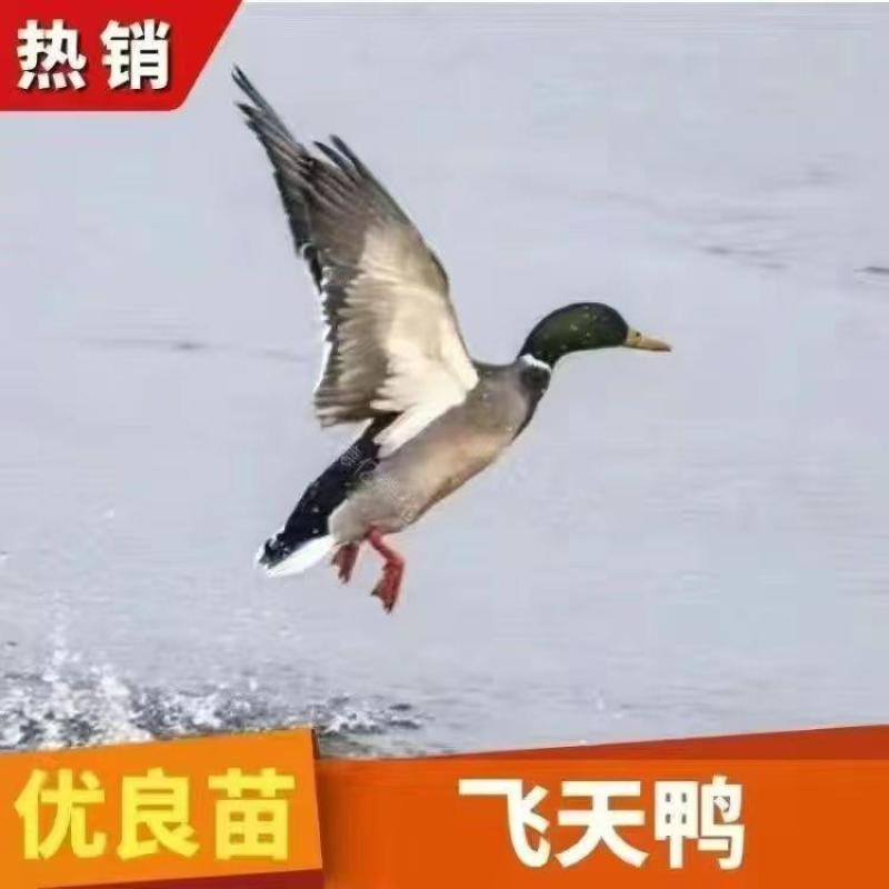麻鸭苗买1000送200优质商家包防疫包运输