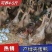 麻鸭苗买1000送200优质商家包防疫包运输
