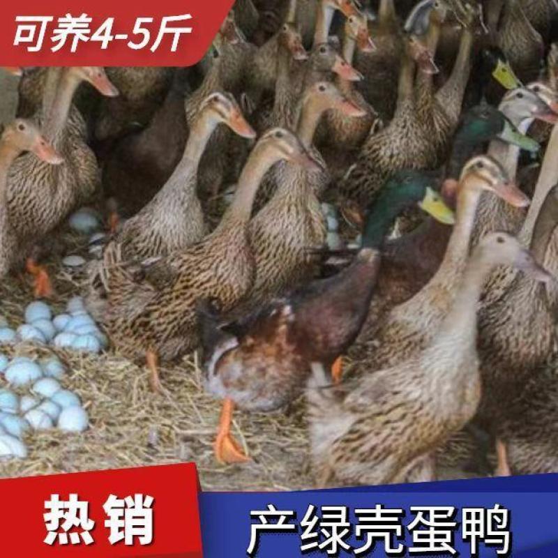 麻鸭苗买1000送200优质商家包防疫包运输