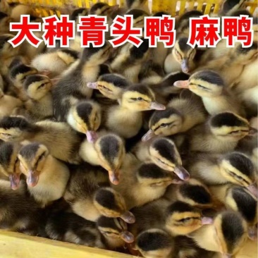 麻鸭苗买1000送200优质商家包防疫包运输