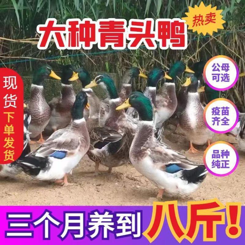 麻鸭苗买1000送200优质商家包防疫包运输