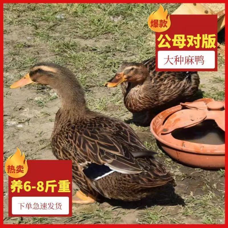 麻鸭苗买1000送200优质商家包防疫包运输