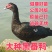 番鸭苗买1000送200优质商家包防疫包运输