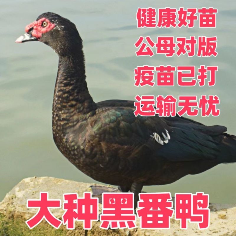 番鸭苗买1000送200优质商家包防疫包运输