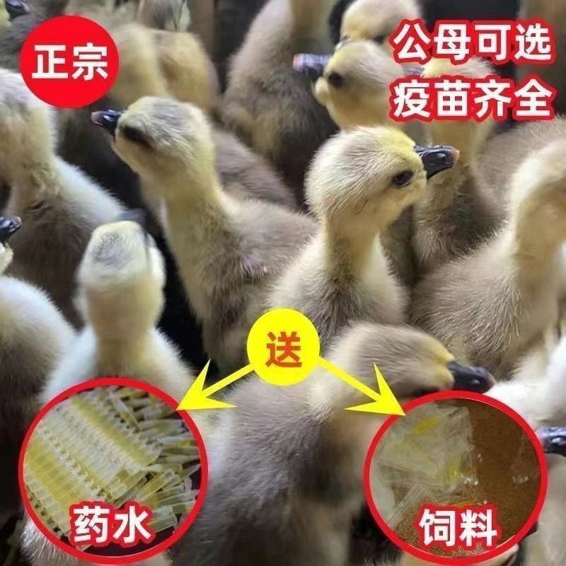 狮头鹅苗买1000送200优质商家包防疫包运