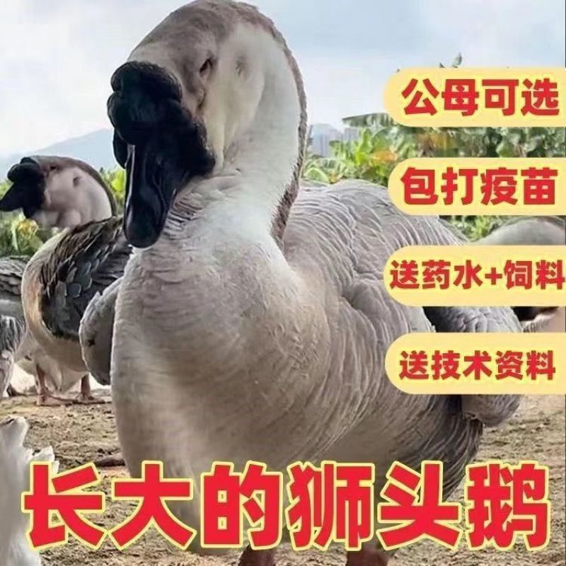 狮头鹅苗买1000送200优质商家包防疫包运