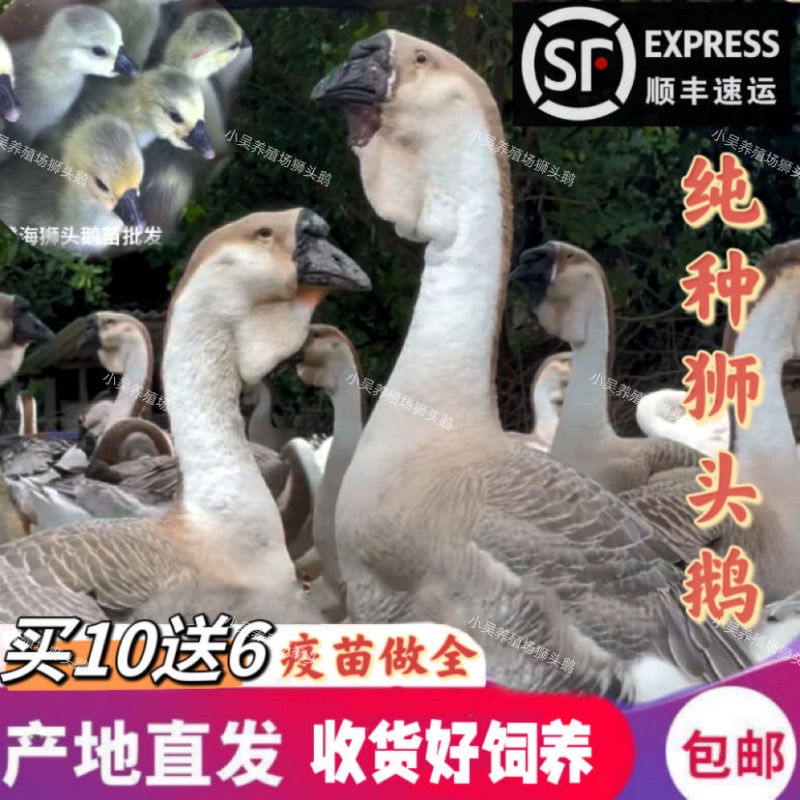 狮头鹅苗买1000送200优质商家包防疫包运