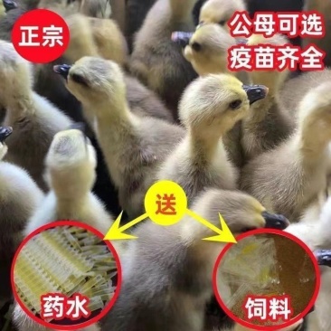 狮头鹅苗买1000送200优质商家包防疫包运