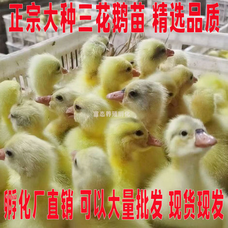 三花鹅苗买1000送200优质商家包防疫包运