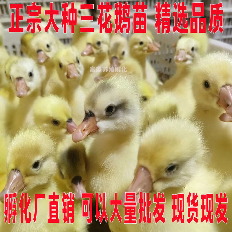 三花鹅苗买1000送200优质商家包防疫包运