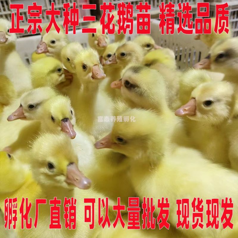 三花鹅苗买1000送200优质商家包防疫包运