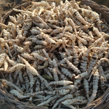 螺丝菜